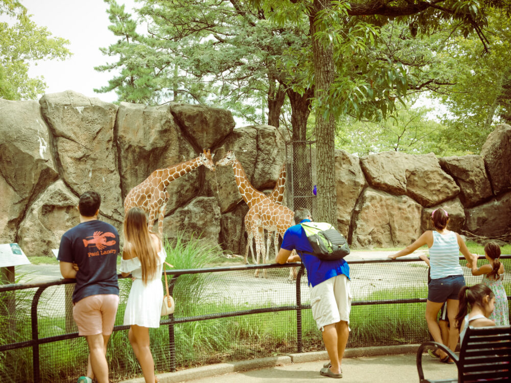 A couple and a family observing the Giraffes feeding in an enclosure at the Philadelphia Zoo, one of the best things to do in Pennsylvania
