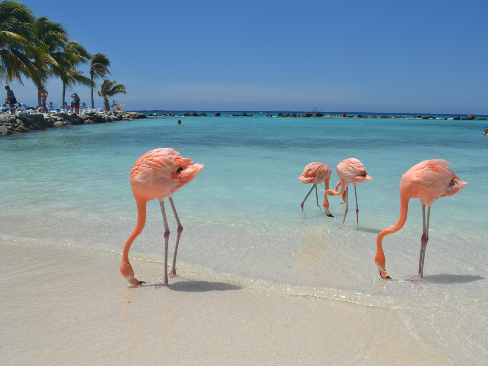 Renaissance Island Flamingos in the water, one of our picks for things to do in Aruba