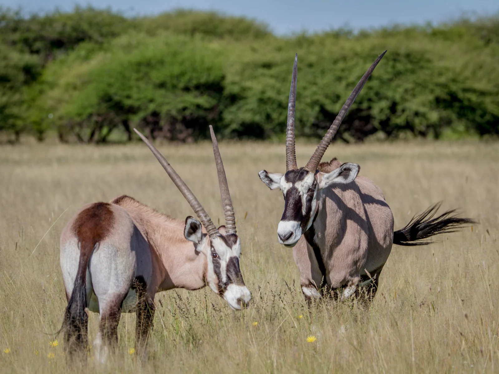 Two gemsbock at the Central Kalahari Game Reserve, one of the best safaris in Africa