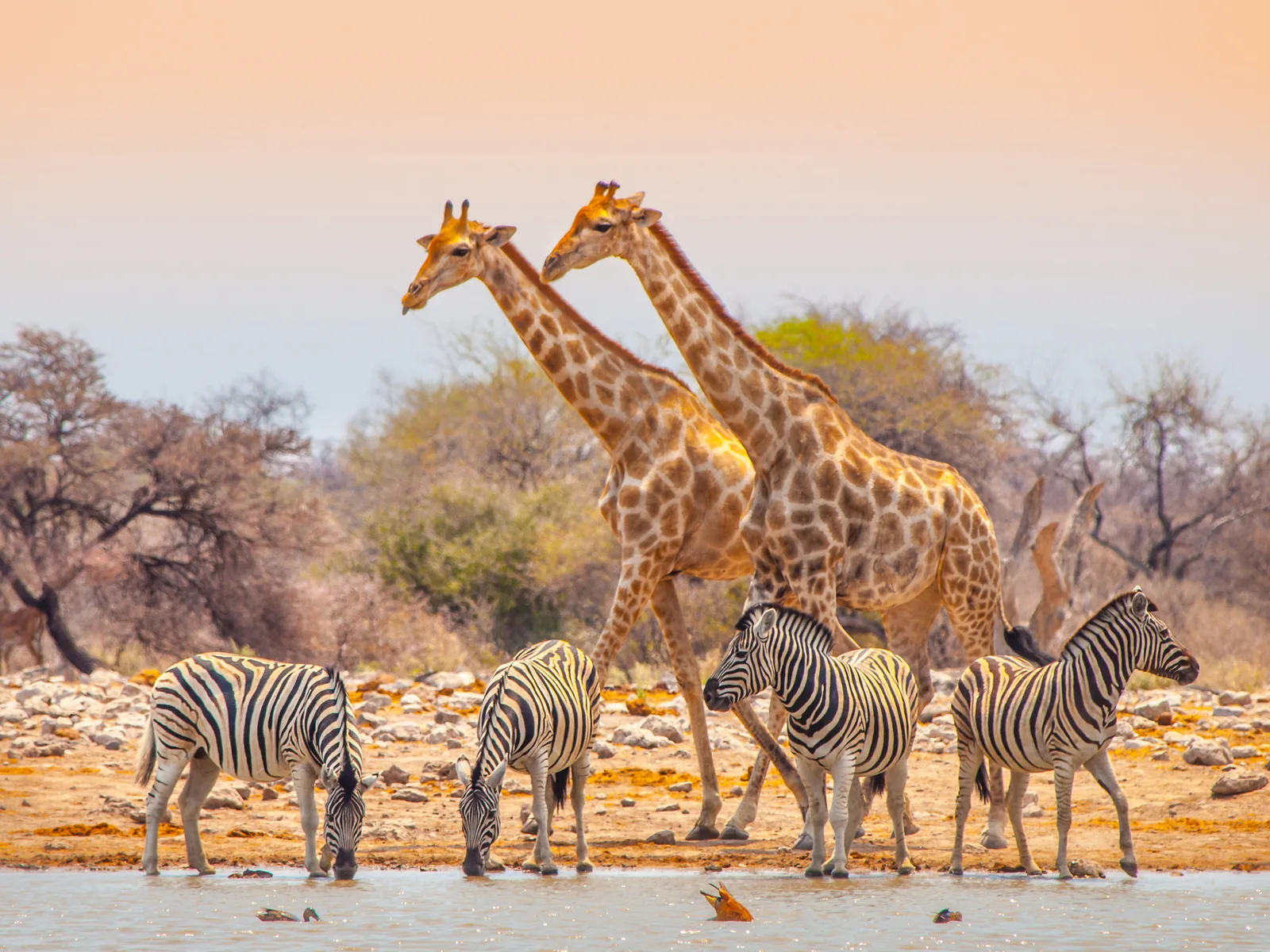 Two giraffes and four zebras at one of Africa's best safaris, Etosha National Park