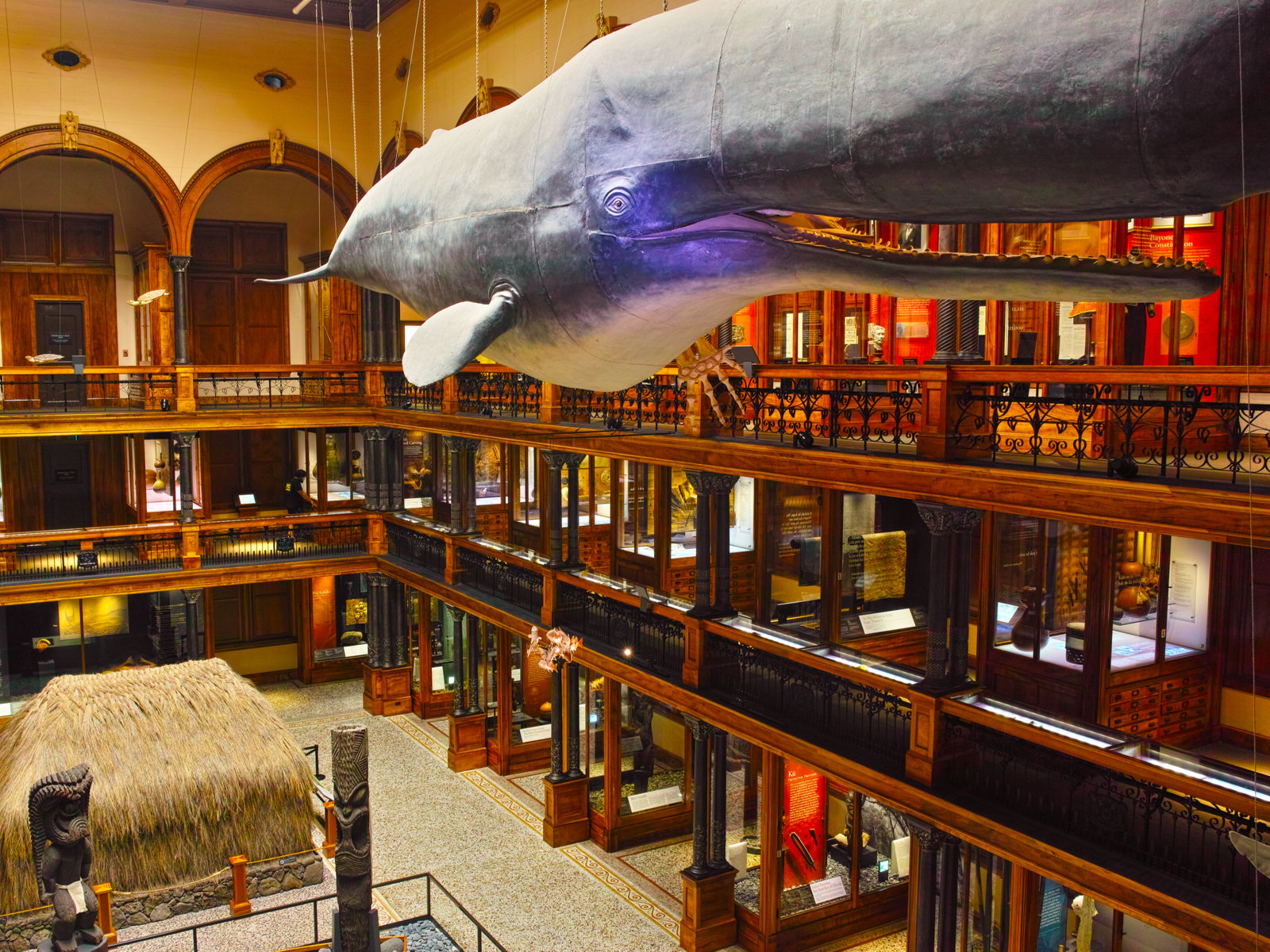 A gigantic Sperm Whale dangling over the ceiling of Bishop Museum in Honolulu, Hawaii, one of the best science museums in America, with a well-lit interior and many exhibits 