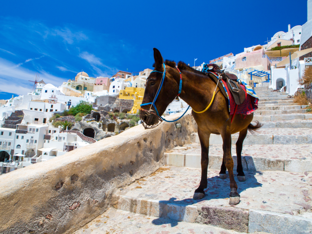 Donkey taxi on stairs pictured during the best time to visit Santorini