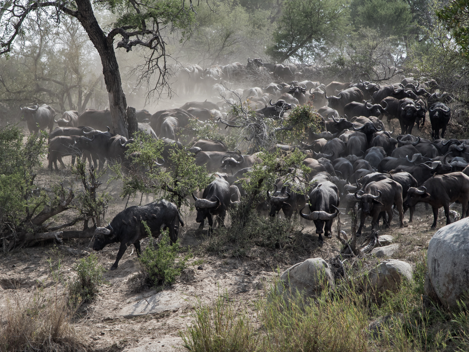 Herd of buffalo crossing the river at the Mana Mana Game Reserve, one of the best safaris in Africa