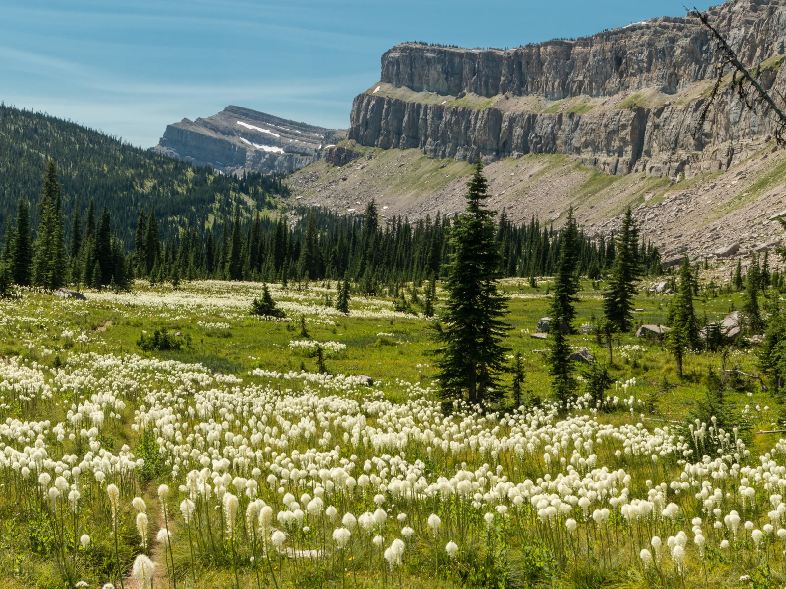 Bear grass in a pasture below Chinese Wall, one of the best places to visit in Montana