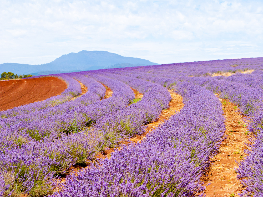 Gorgeous lavender farm at the base of a big hill for a guide titled the Best Time to Visit Australia