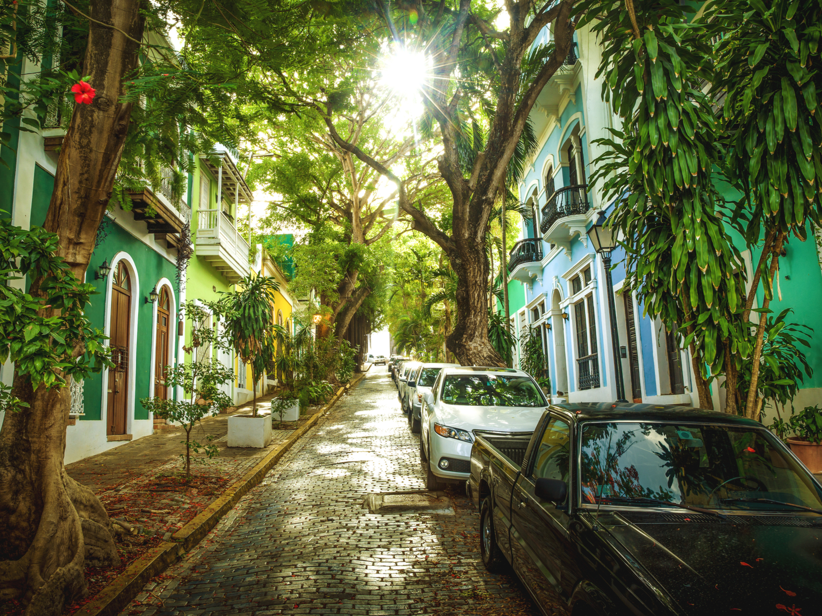 Beautiful tree-lined street in Puerto Rico during the best time to go