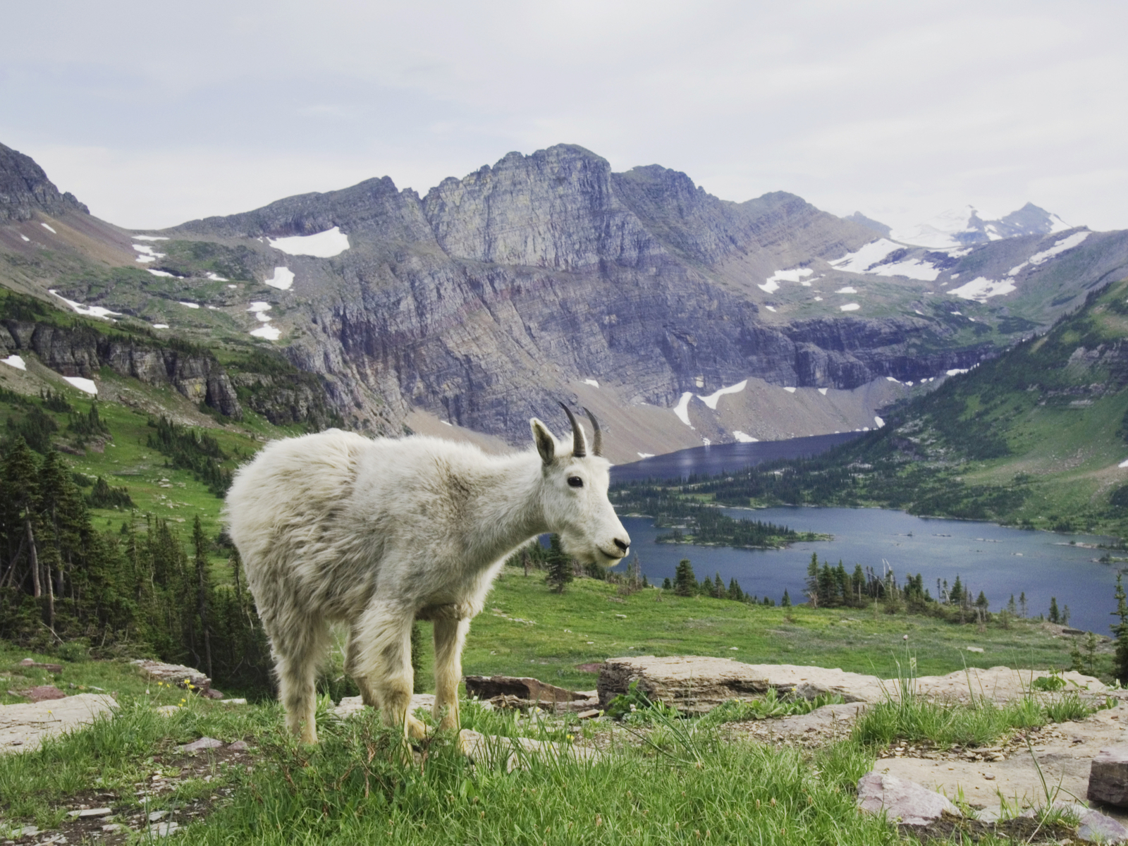 Mountain goat over hidden lake during the best time to visit Glacier National Park