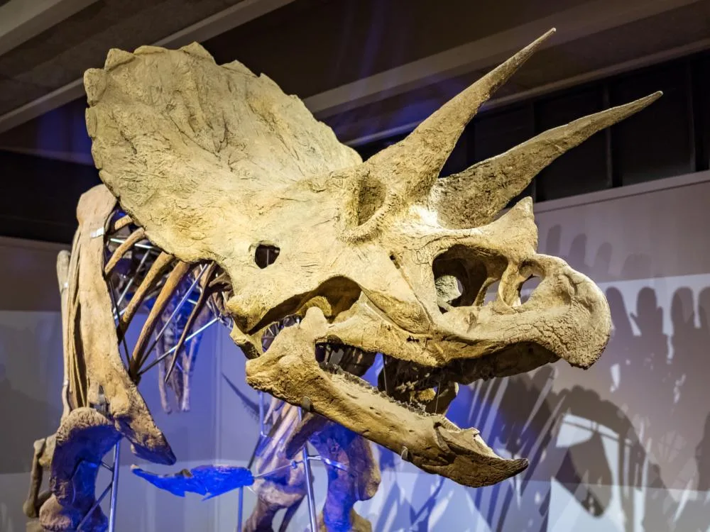 Stunning complete fossil of a Rhino supported by metal brackets exhibited in Museum of Science in Boston, one of the best science museums in America