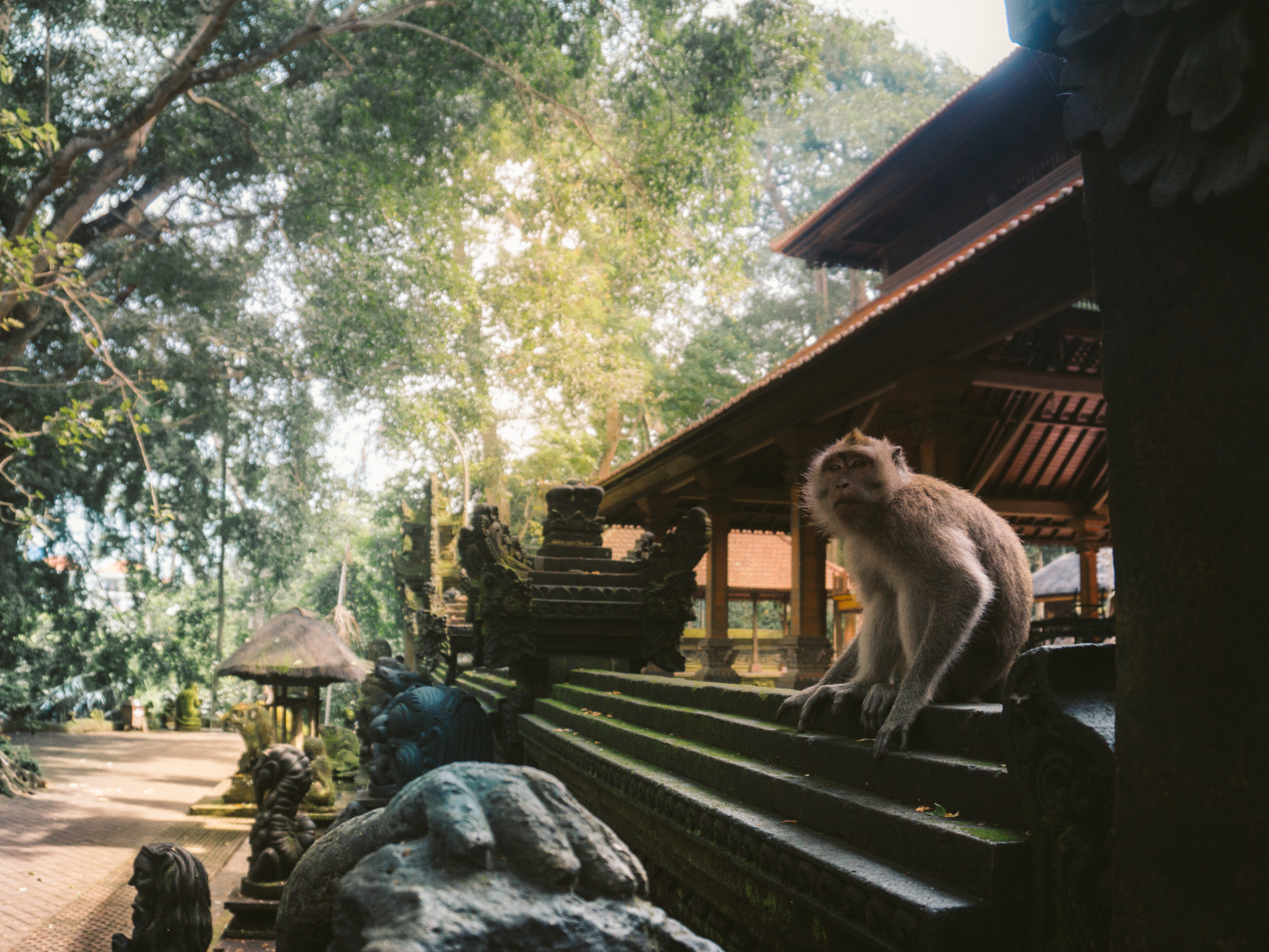 Monkey sitting at the sacred monkey forest during the best time to go to Bali