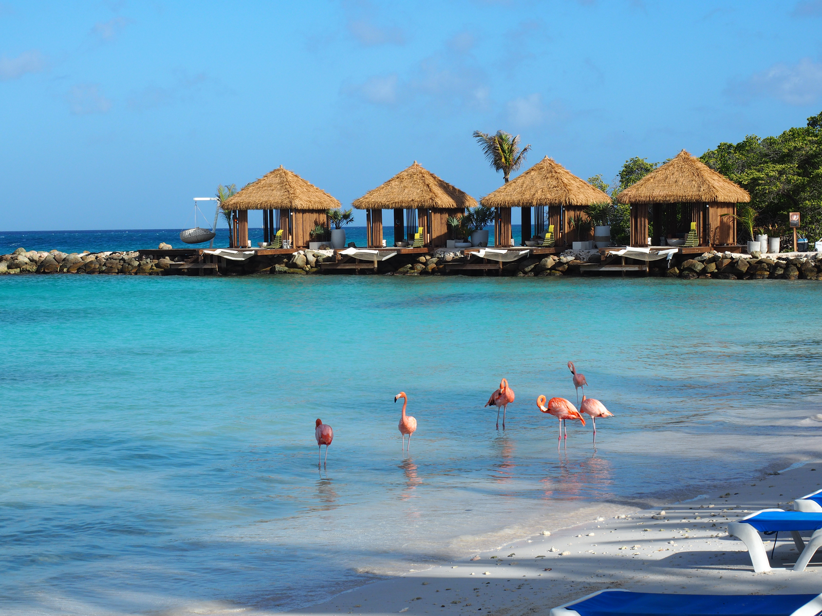 Six Flamingos walking on the calm waters of Renaissance Beach with its native-roofed cottages and a hammock, one of the best beaches in Aruba