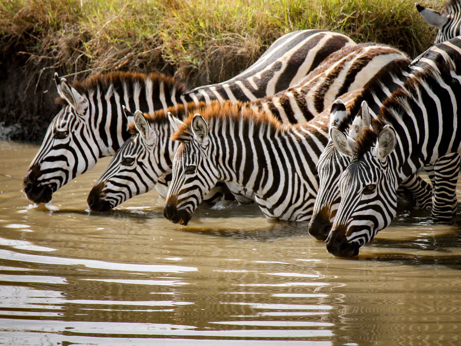 Zebras at the Queen Elizabeth National Park, one of the best safaris in Africa