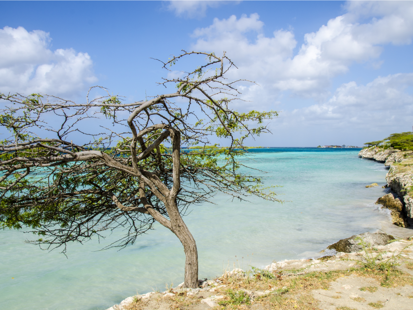 A small tree bending towards the clear waters of Rodger's Beach, a relatively narrow beach and one of the best beaches in Aruba, on a bright partly cloudy day