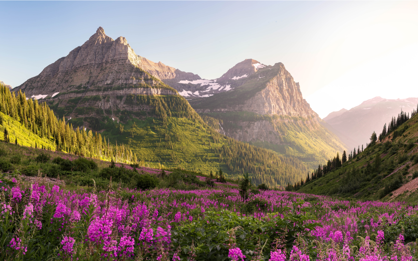 Photo of purple flowers in front of a big mountain in Glacier National Park, one of the best things to do in Montana