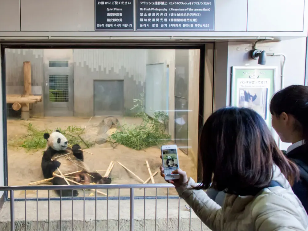 Woman taking photos of the panda at one of Japan's best places to visit, the Ueno Zoological Gardens