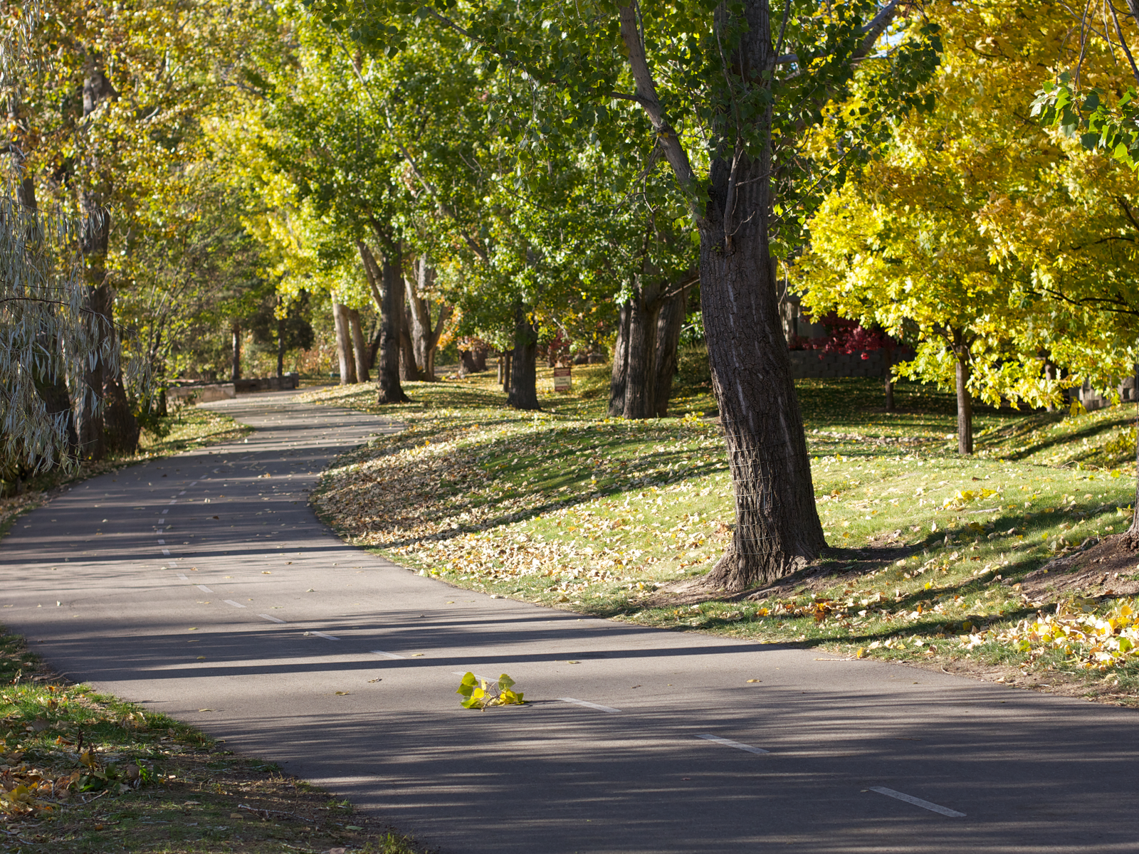 A small winding road with fallen leaves beneath tall trees in Boise River Greenbelt, one of the best things to see in Idaho 