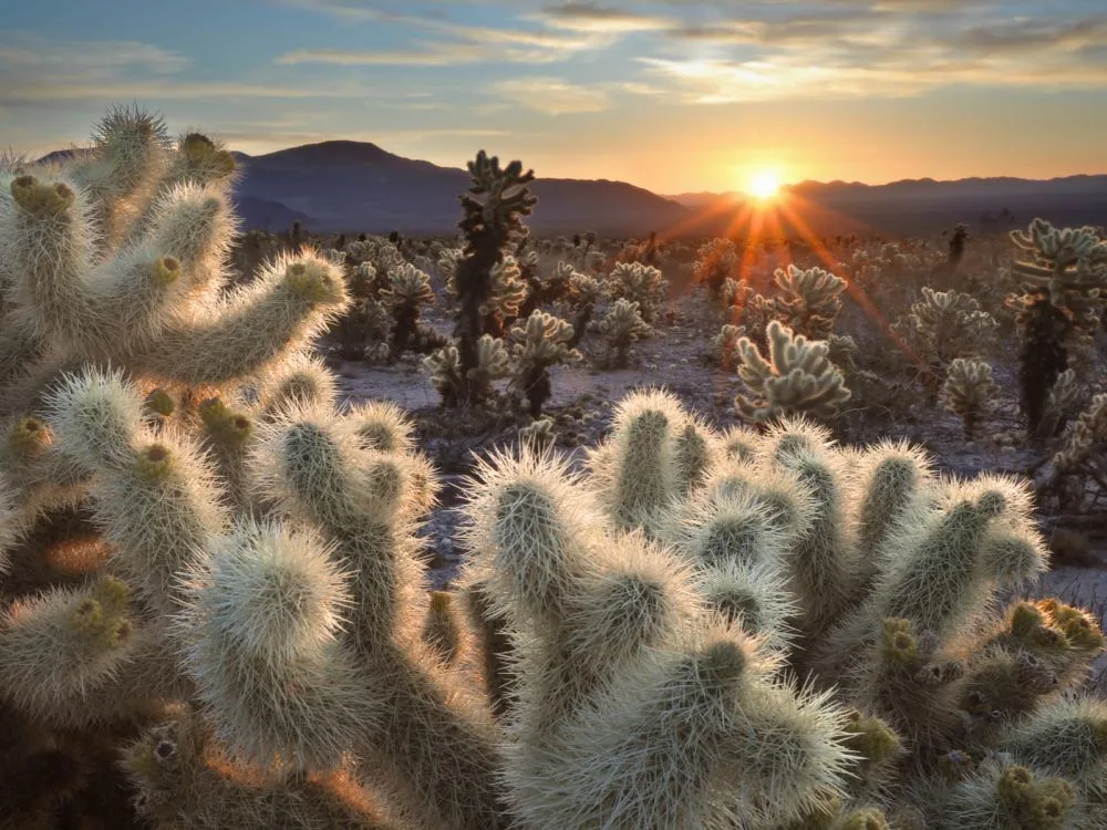 Sun rises above the mountain range behind a bunch of cacti for a piece on the best time to visit Joshua Tree