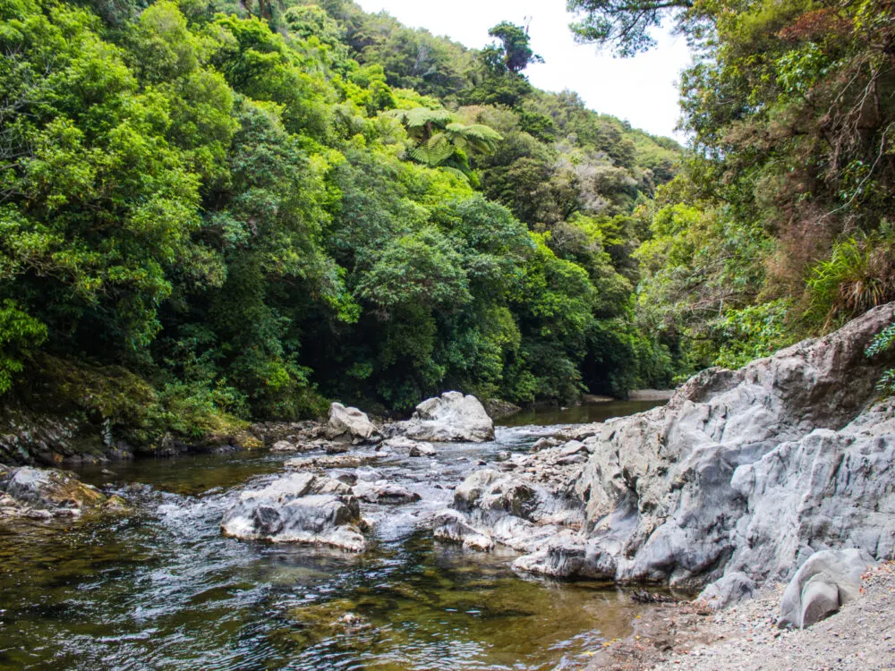 Flourishing greeneries and fresh flowing stream in Kaitoke Regional Park, is one of the Lord of the Rings filming locations you can visit
