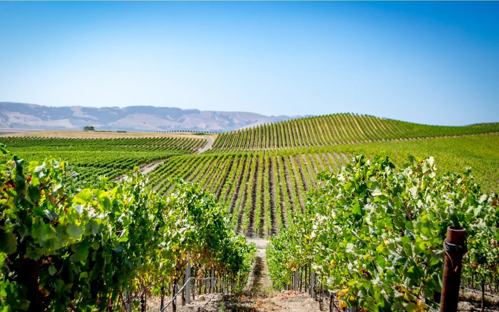 Long vineyard overlooking the rolling hills on a sunny day during the least busy time to visit Napa Valley