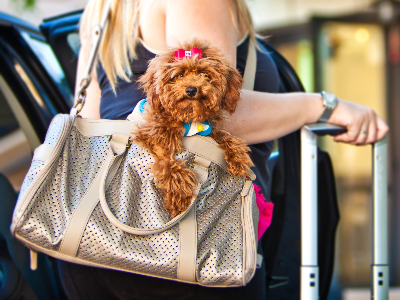 Small brown dog sitting in one of the best travel dog bags with a bow in her hair