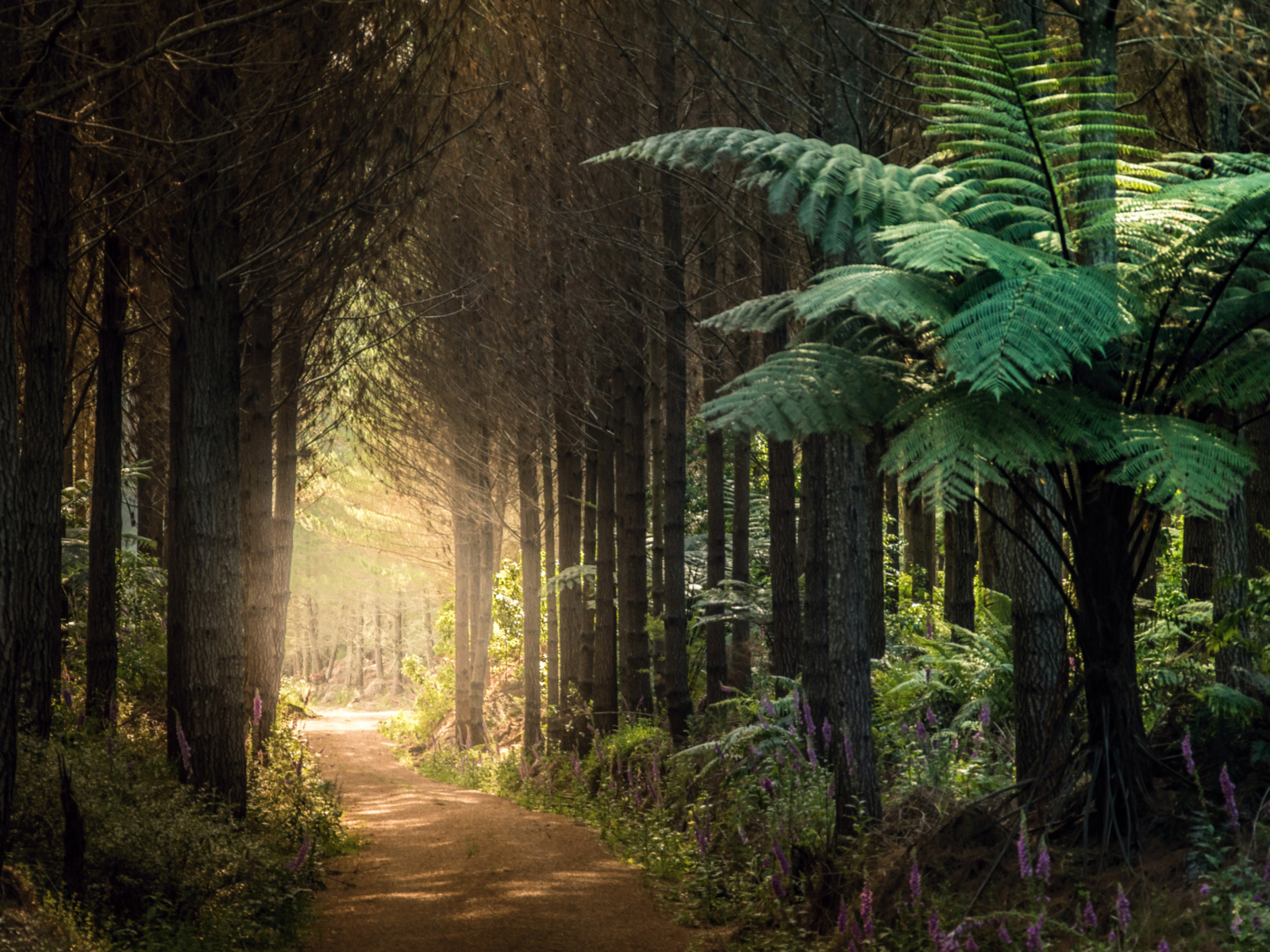 Forest with tree ferns on a quiet day during the least busy time to visit New Zealand
