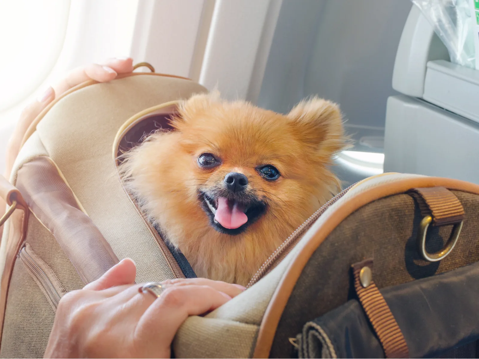 Pomaranian Spitz in a dog travel bag that's pretty fancy and has metal accents
