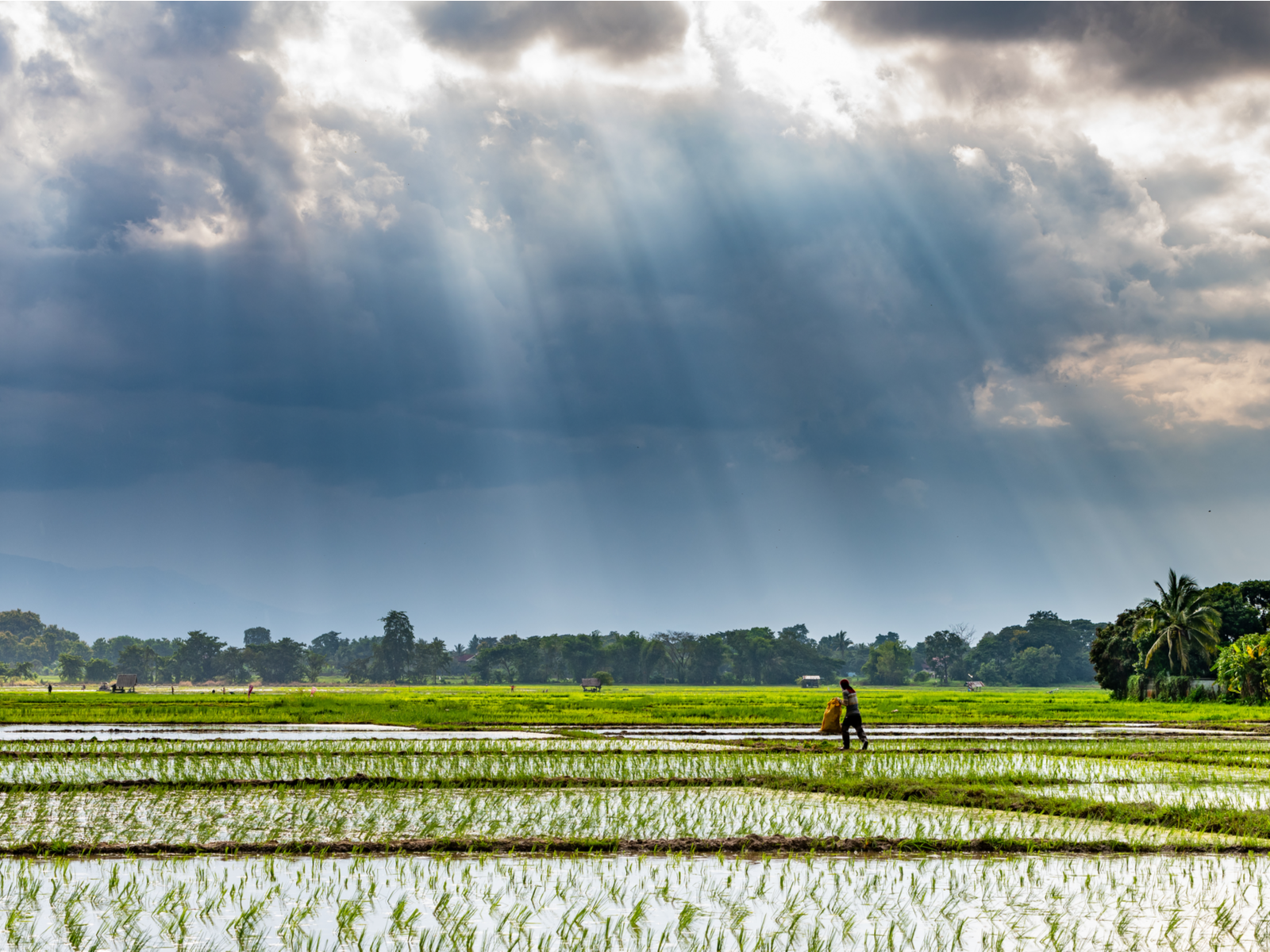 Guy in a rice paddy with rain and cloudy skies during the worst time to visit Thailand