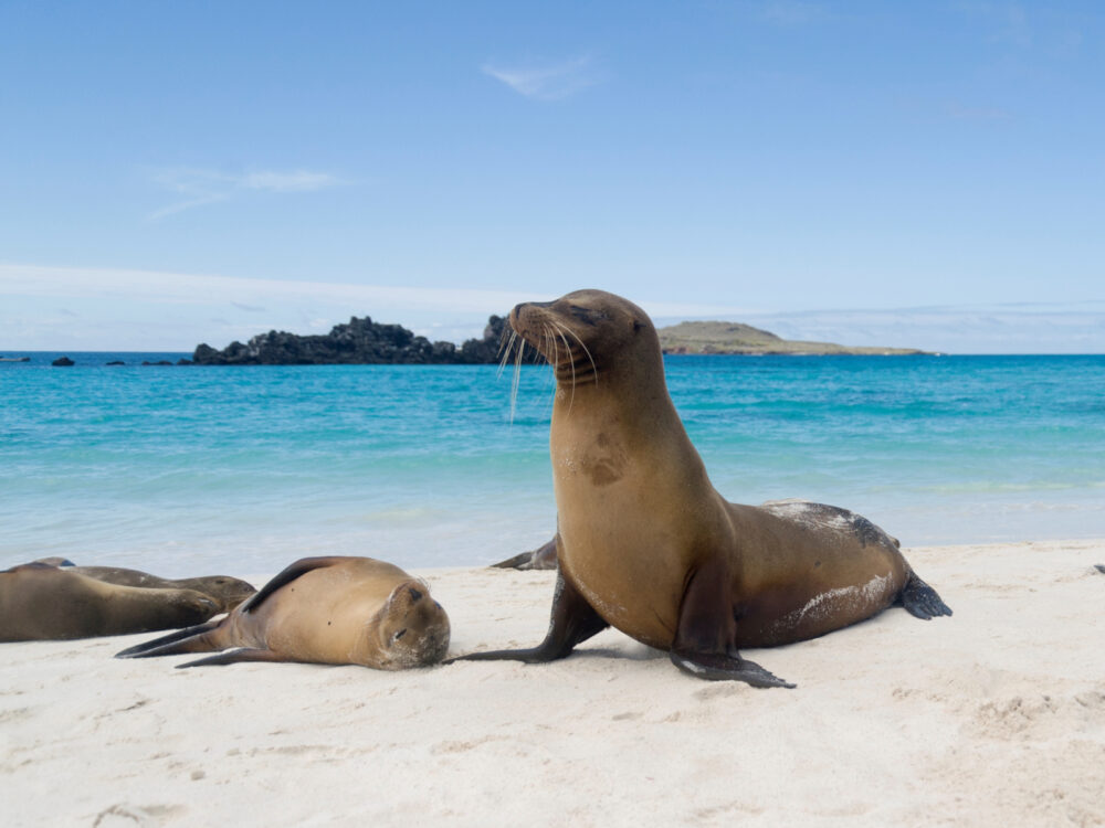 Sea Lion on the sand next to the ocean during the best time to visit Galapagos with clear sky and warm temperatures