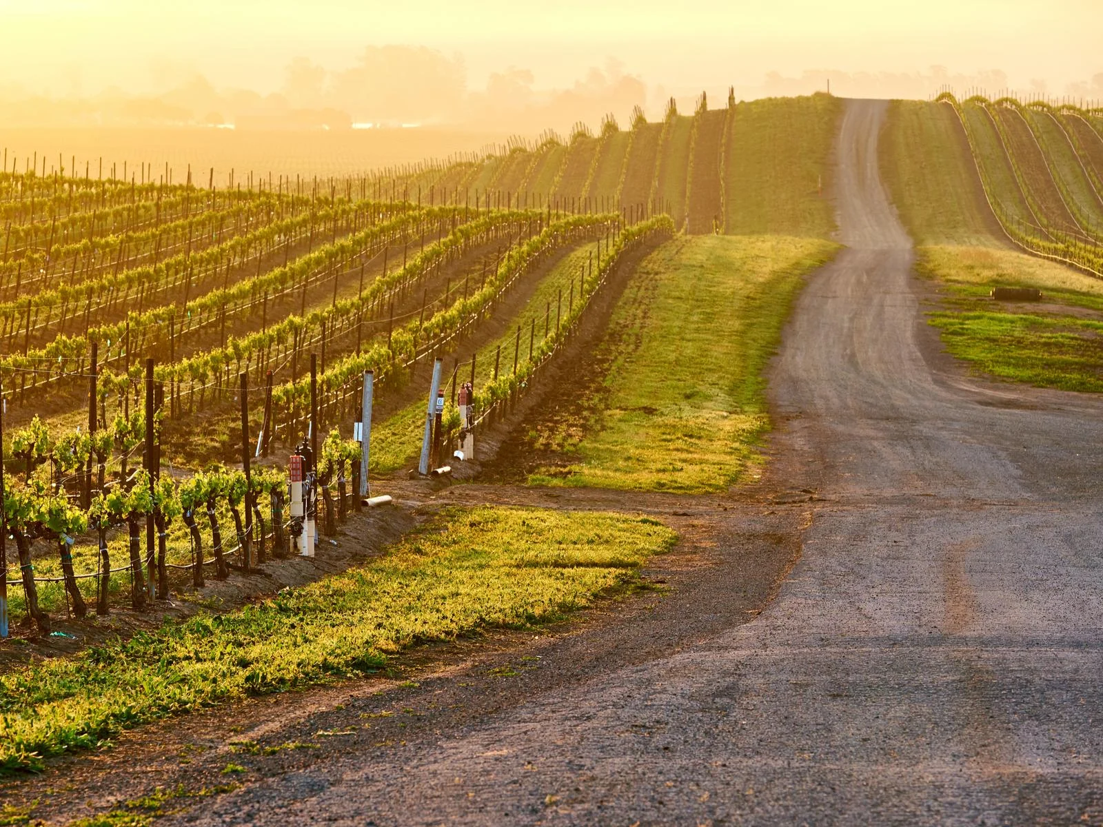 Vineyards on rolling hills under a sunrise during the best overall time to visit Napa Valley