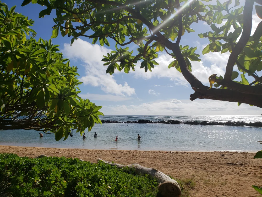 A family dipping in the calm waters of Lydgate Beach, a piece on the best snorkeling spots in Kauai, pictured behind a tree branch from the shore
