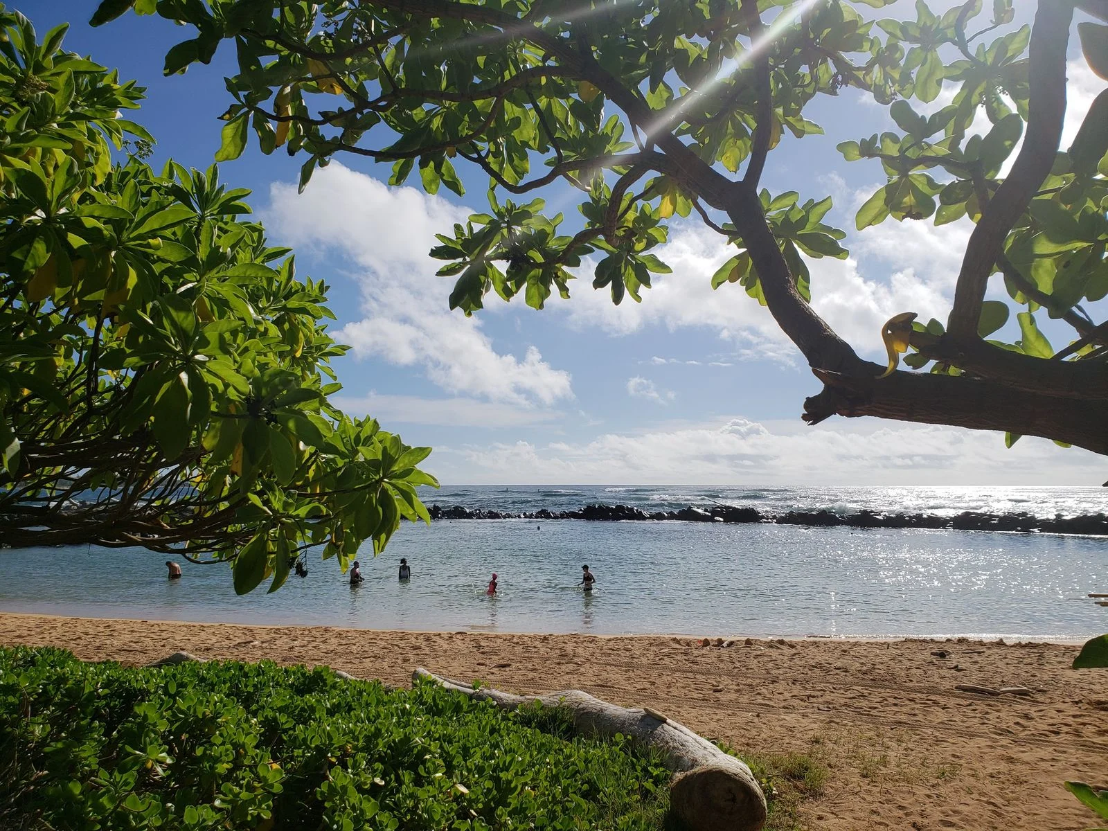 A family dipping in the calm waters of Lydgate Beach, a piece on the best snorkeling spots in Kauai, pictured behind a tree branch from the shore