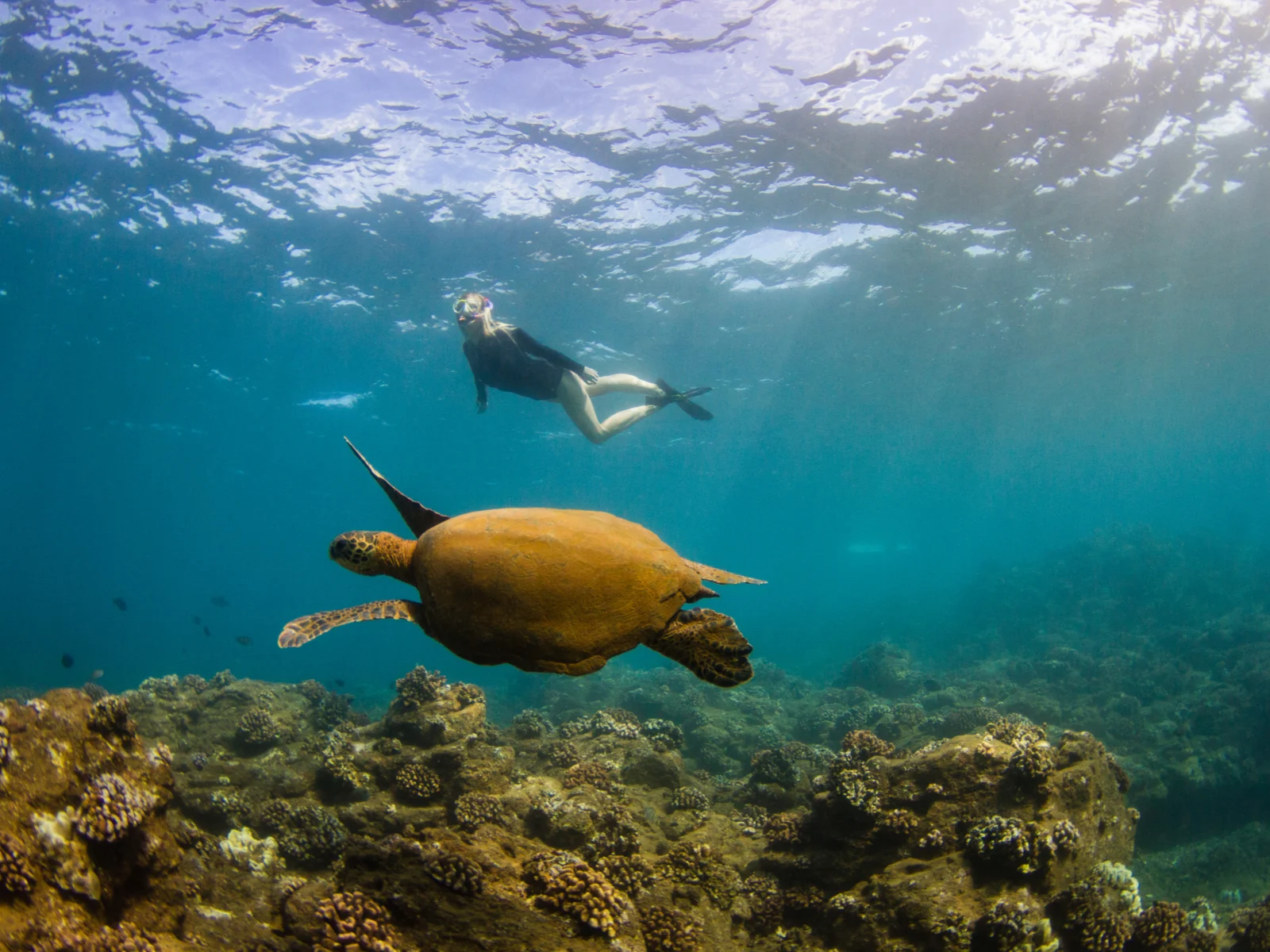 A woman snorkeling in the crystal clear water and a turtle seen hovering over coral reefs, one of the best things to do in Kauai
