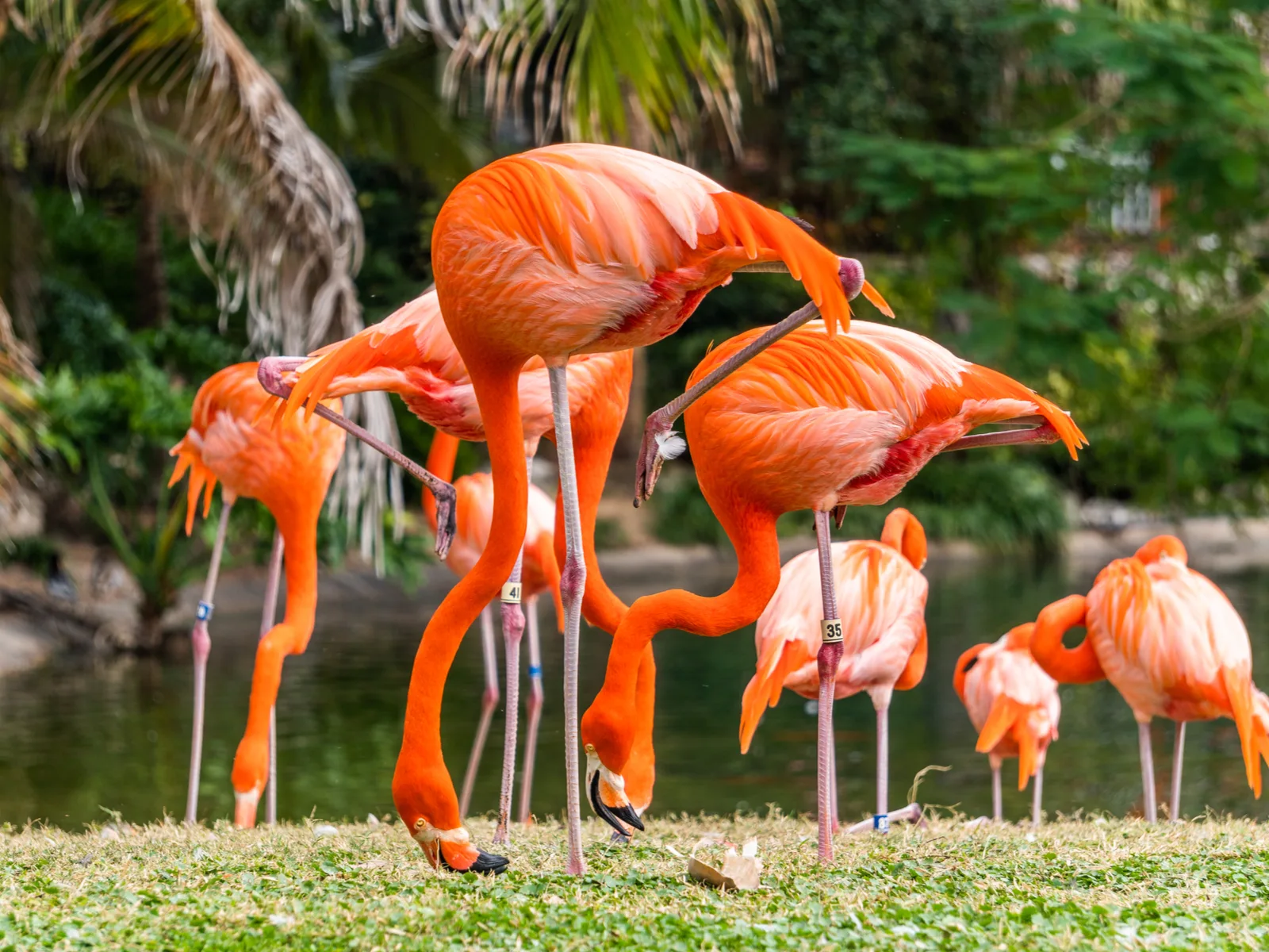 Observing tall Flamingos feed on the ground at Flamingo Gardens is one of the best thing to in Fort Lauderdale 