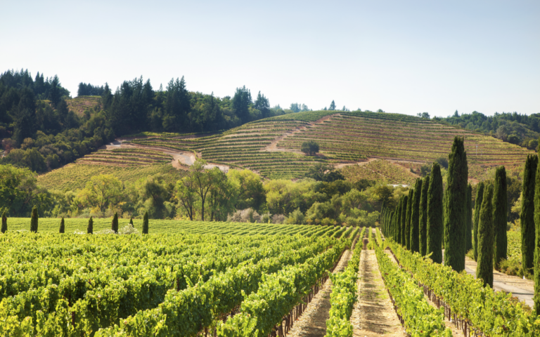 The Best Worst Times To Visit Napa Valley In 2024   Shutterstock 131983715 768x480 