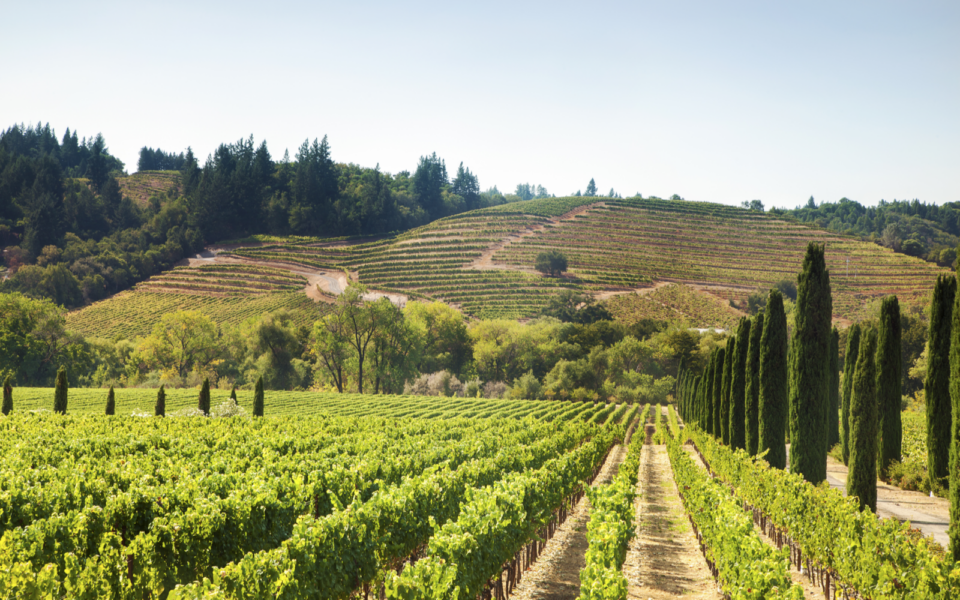 The Best Worst Times To Visit Napa Valley In 2024   Shutterstock 131983715 960x600 