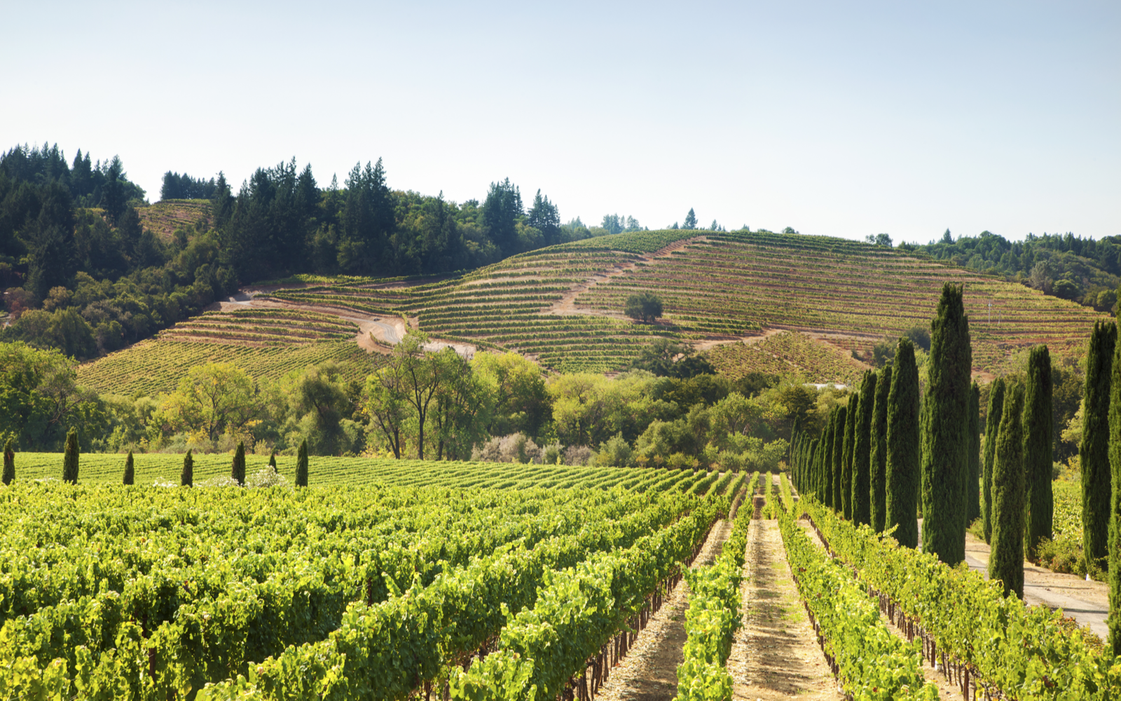 Best Time to Visit Napa Valley | When to Go