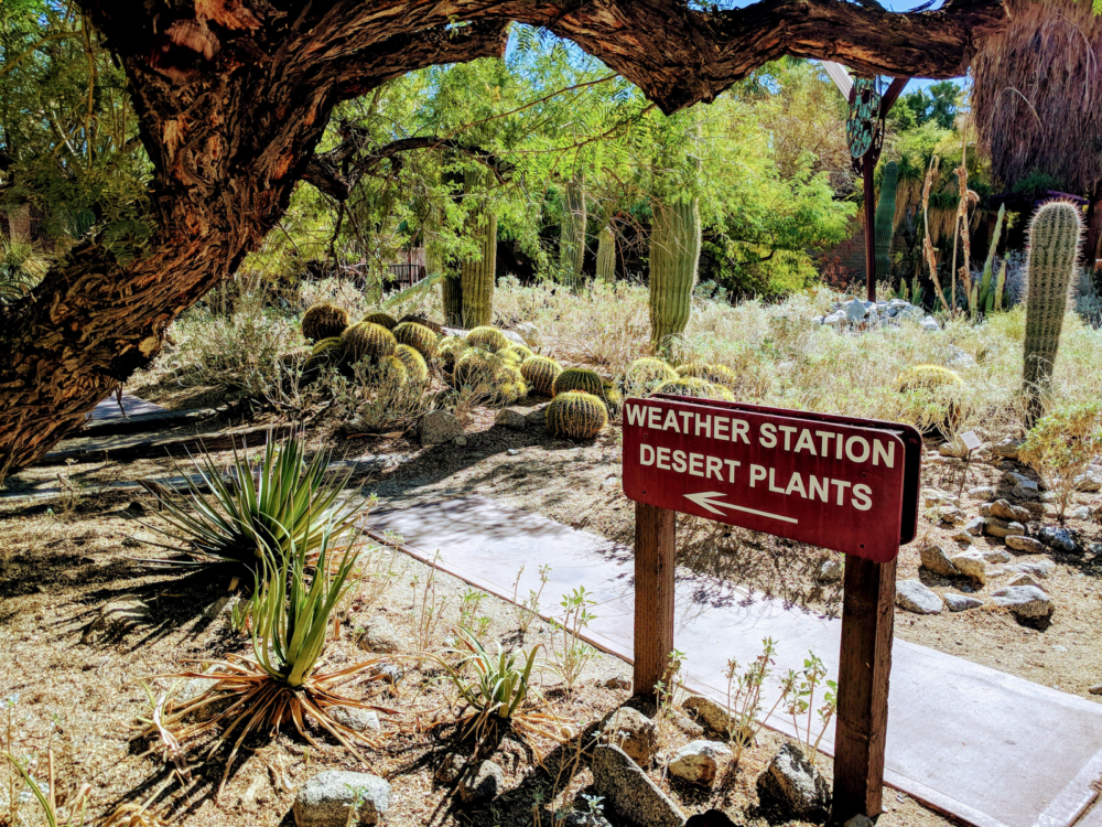 Various desert plants planted beneath a tree at Weather Stations Desert Plants in Living Desert Zoo and Gardens, one of the best things to do in Palm Springs