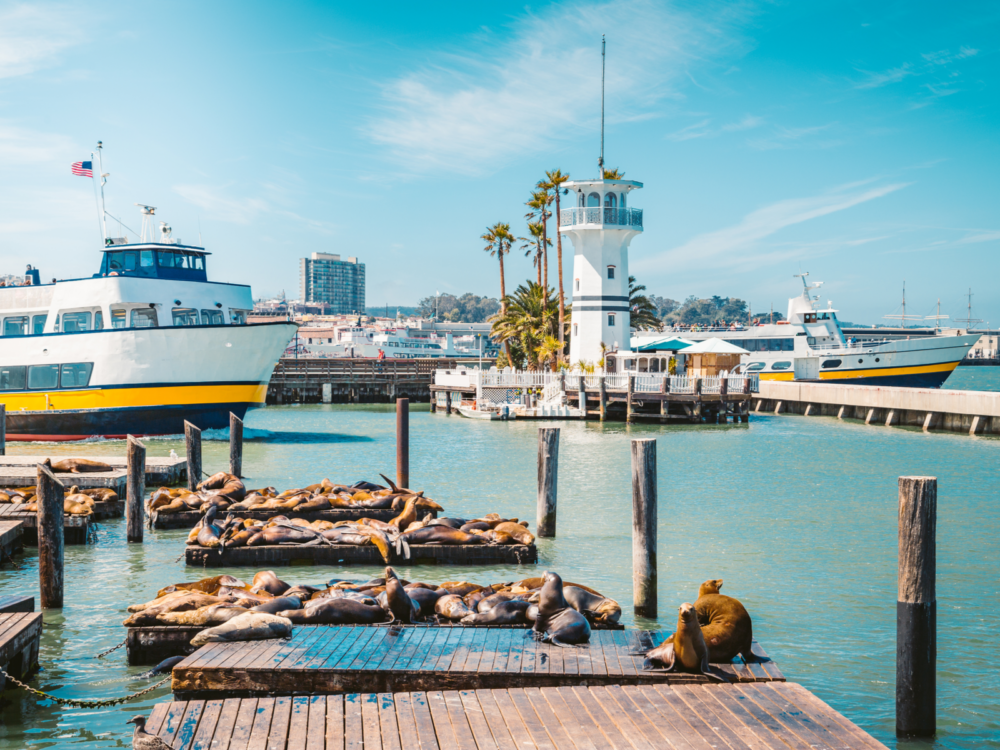 Beautiful Pier 39 with the sea lions in full view of the camera for a piece on Is San Francisco Safe