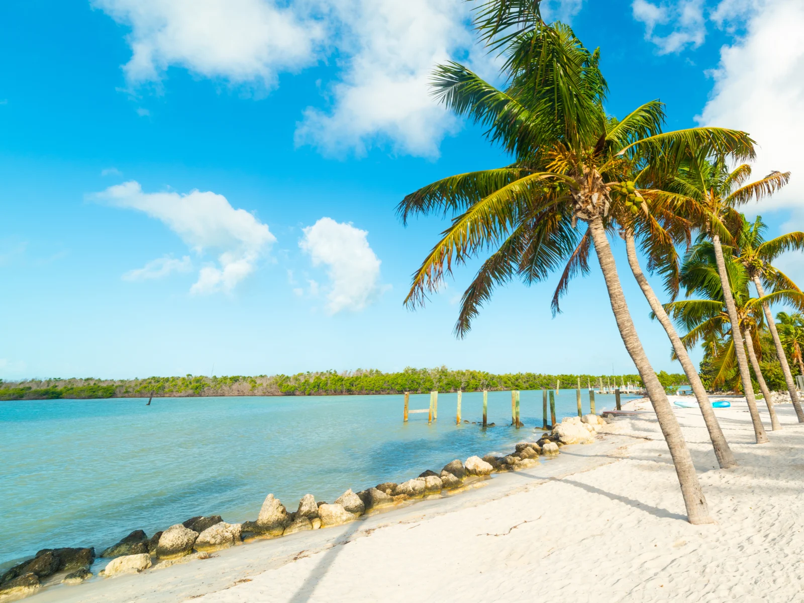 Tall row of palm trees lining the water on the beach during the best time to visit the Florida Keys, the Spring