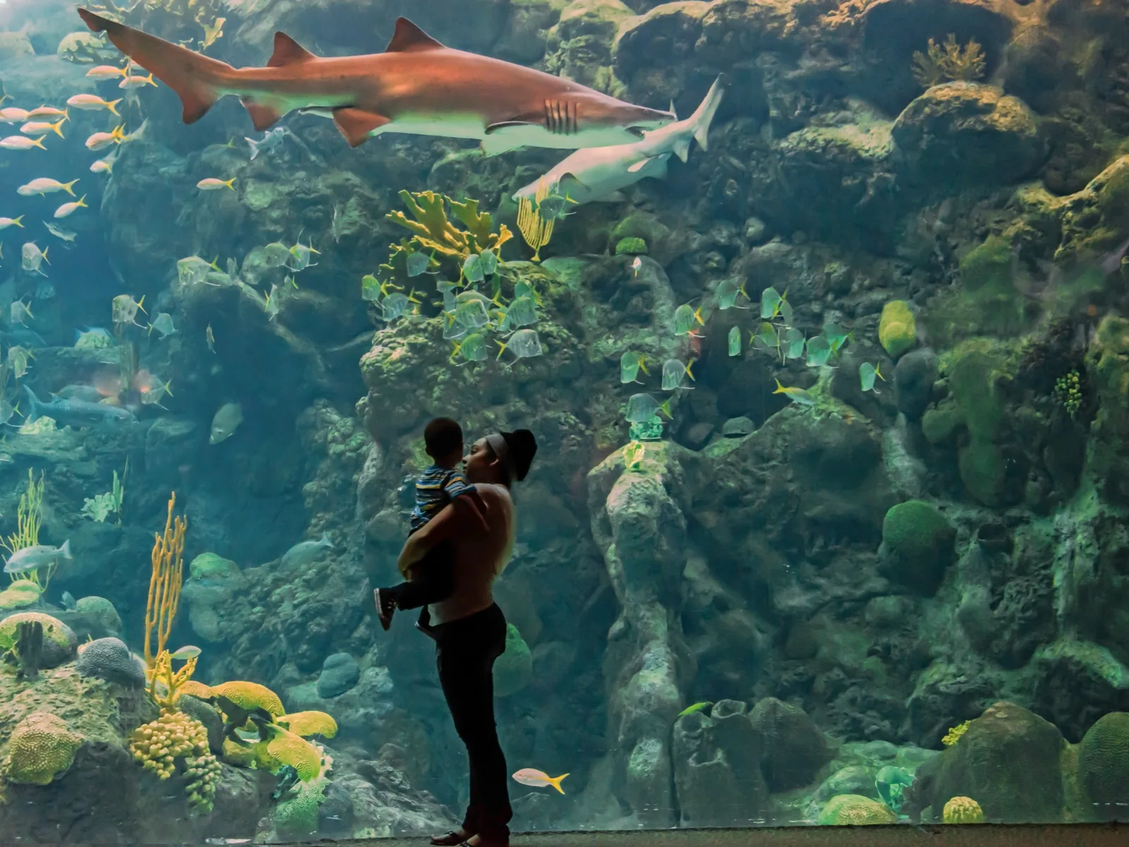 A mother carrying her toddler in front of the aquarium with two sharks and other fishes in the Florida Aquarium, named one of the best aquariums in the US