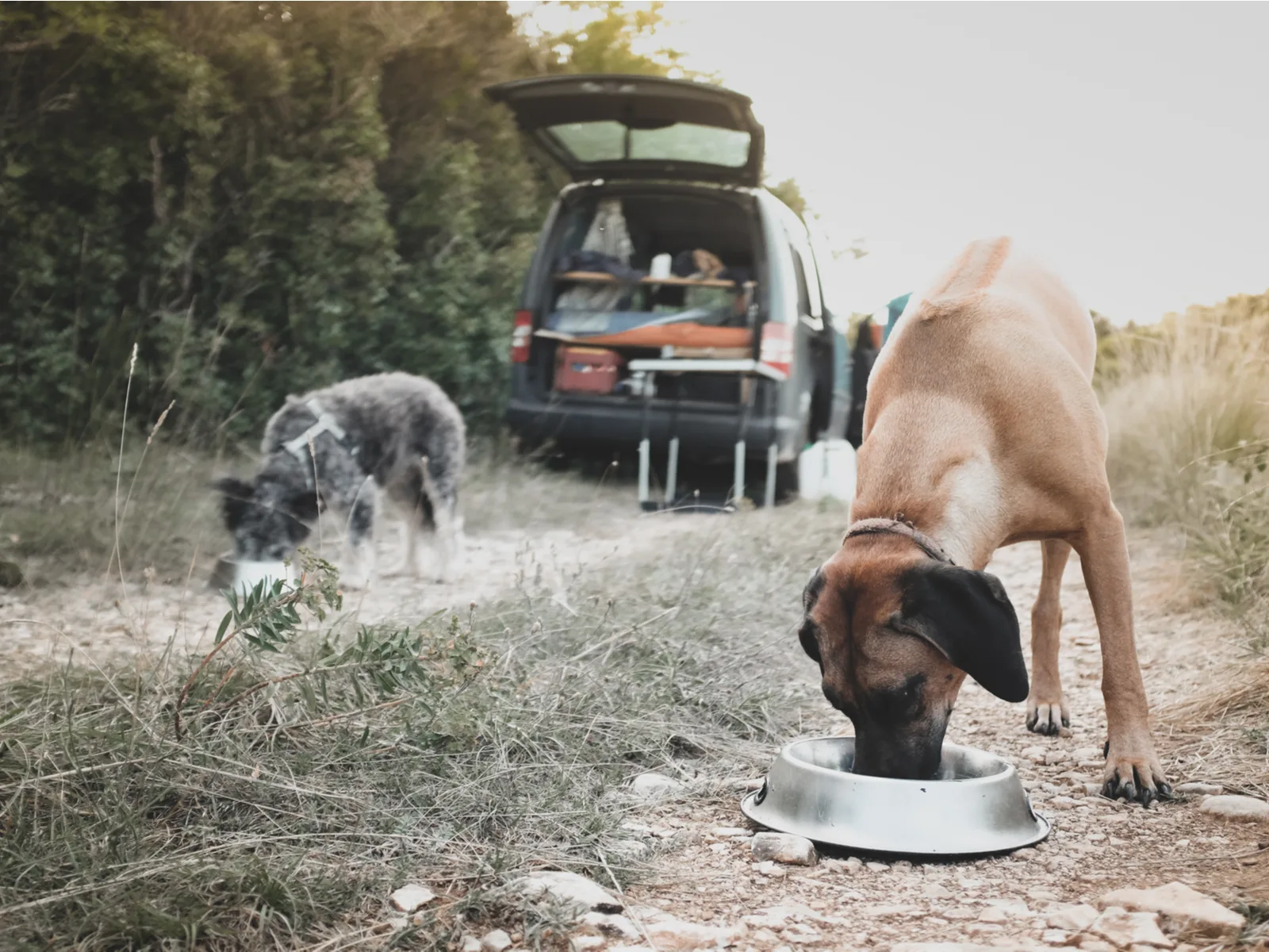 Two big doge eating outside of a camper van for a piece on the best travel dog bowls
