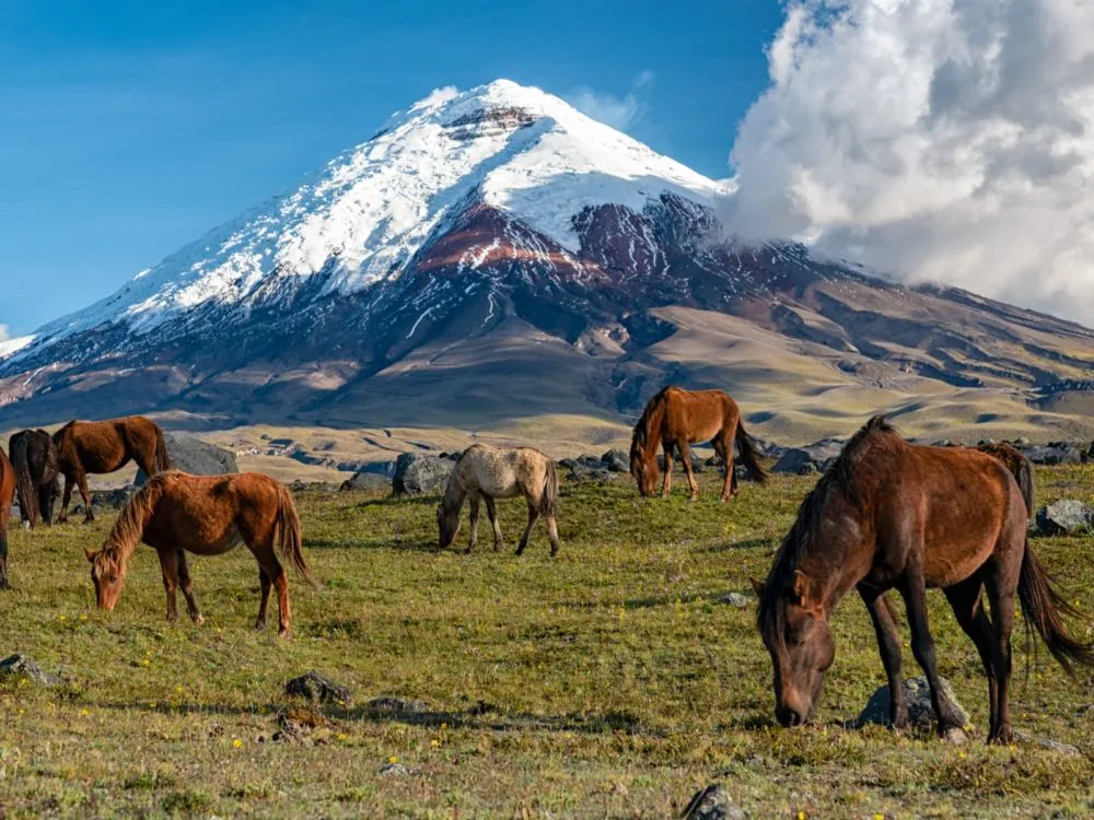 Wild Horses graze in Cotopaxi National Park during Summer, the best time to visit Ecuador