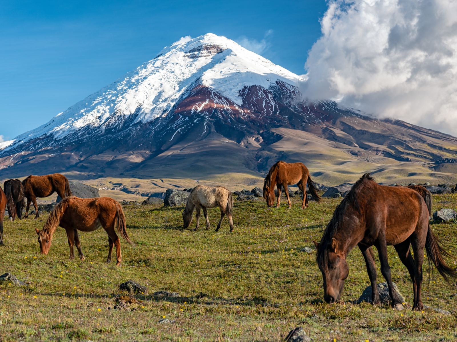 Wild Horses graze in Cotopaxi National Park during Summer, the best time to visit Ecuador