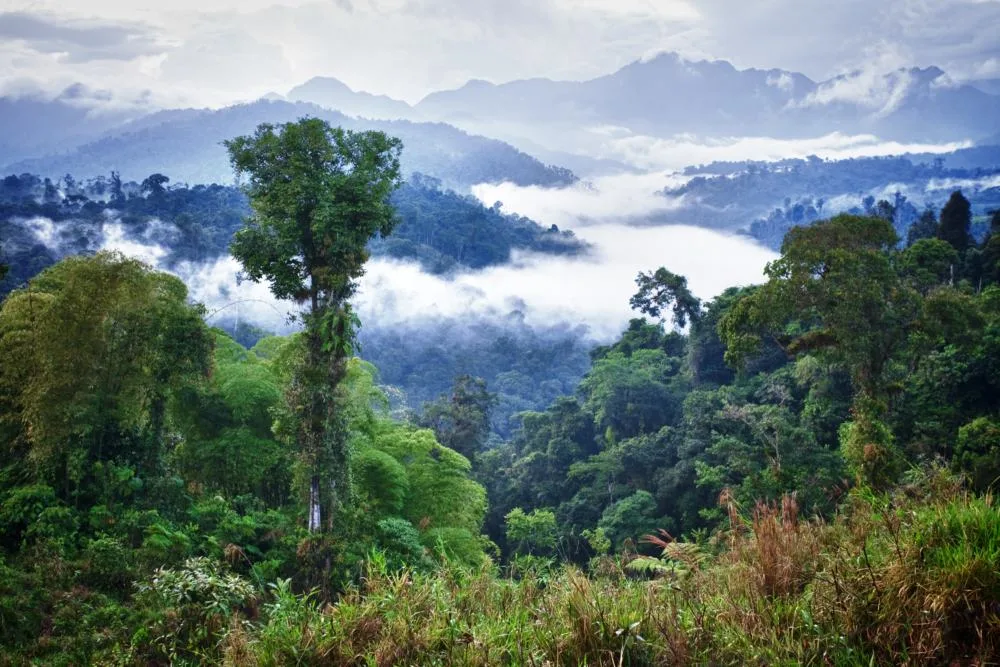 Ecuador rainforest pictured during the least busy time to visit with a foggy cloud over the forest