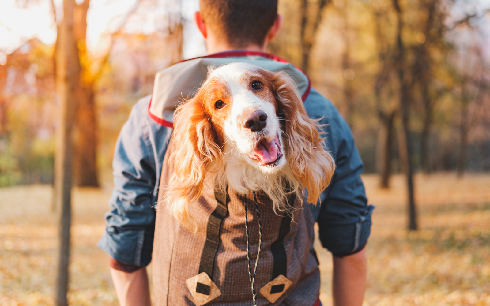 7 Best Dog Hiking Backpacks in 2022
