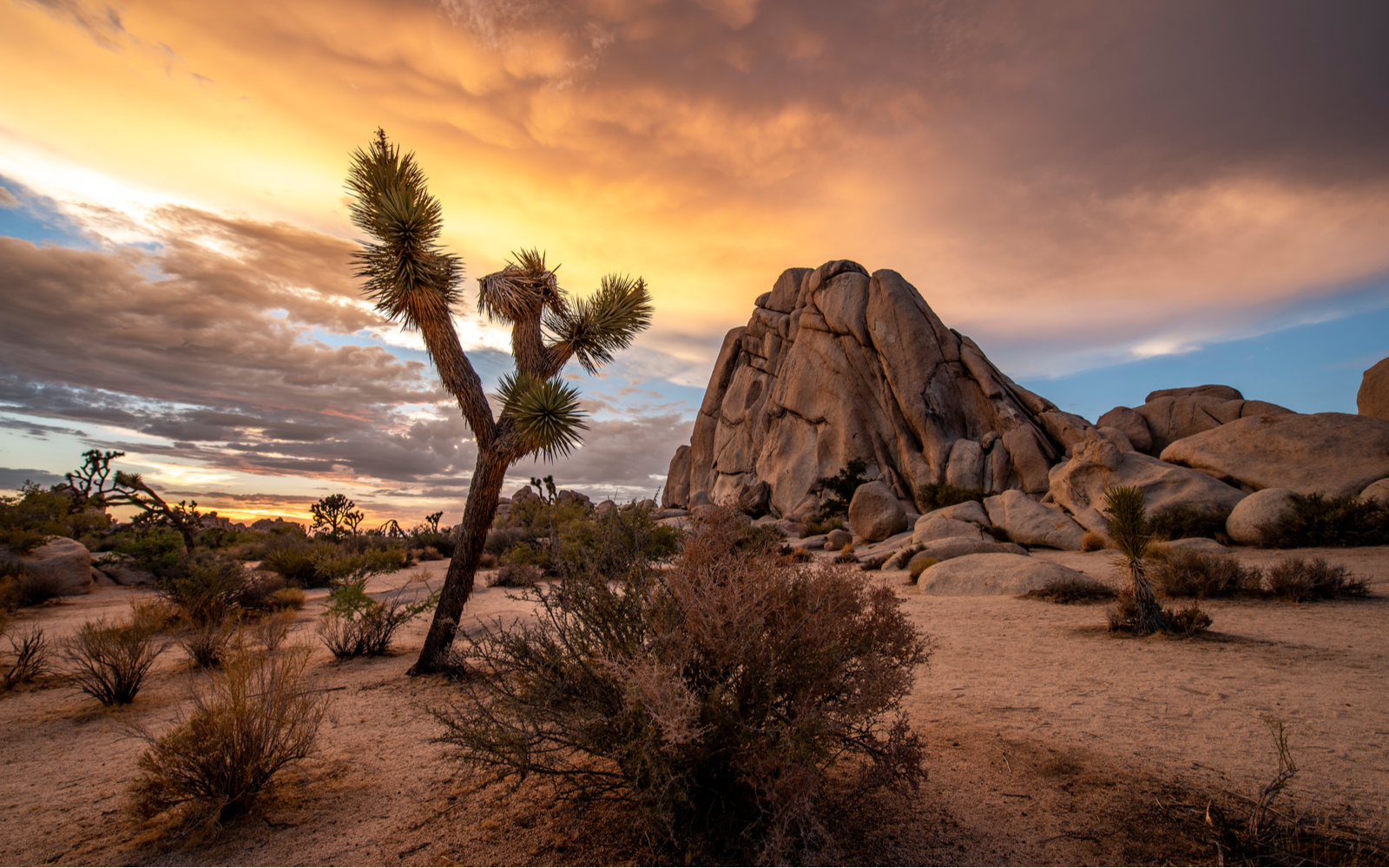 Clouds hide a sunset with a prickly tree and brown rocks during the best time to visit Joshua Tree