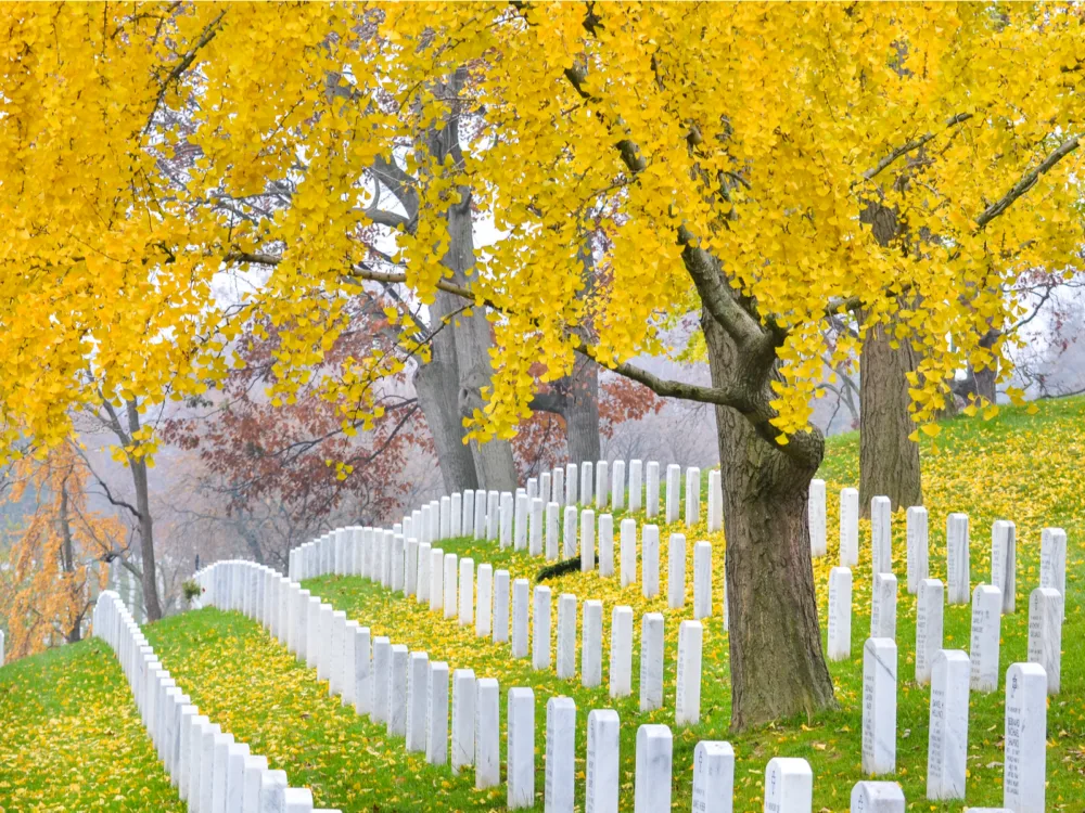 Uniform white tombstones beneath trees on Autumn at Arlington National Cemetery near to Washington DC, one of the most iconic places in America