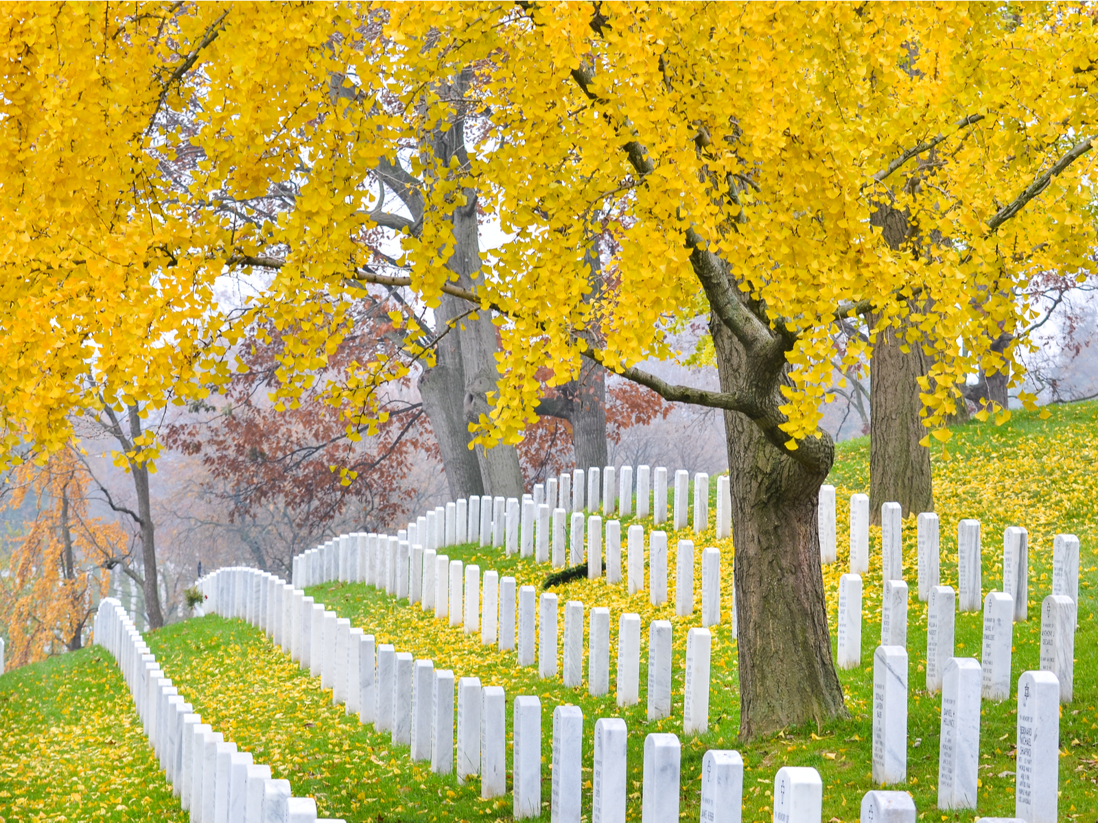 Uniform white tombstones beneath trees on Autumn at Arlington National Cemetery near to Washington DC, one of the most iconic places in America