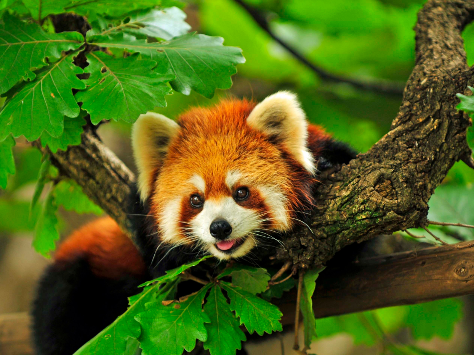A red panda enjoying its time in a tree branch at Western North Carolina Nature Center, one of the best things to do in Asheville, NC