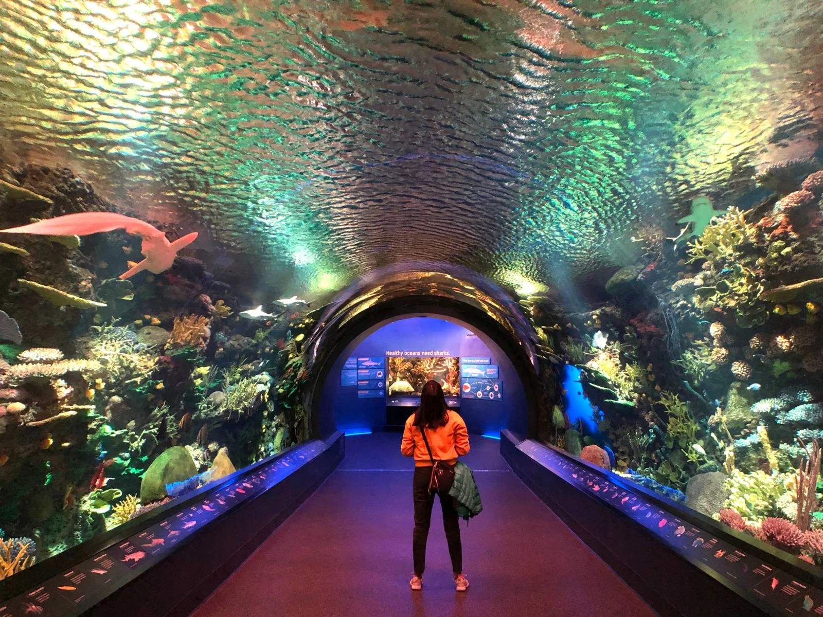 A woman wearing an orange sweater standing underneath an aquarium tunnel at New York Aquarium, a piece on the best aquariums in the US