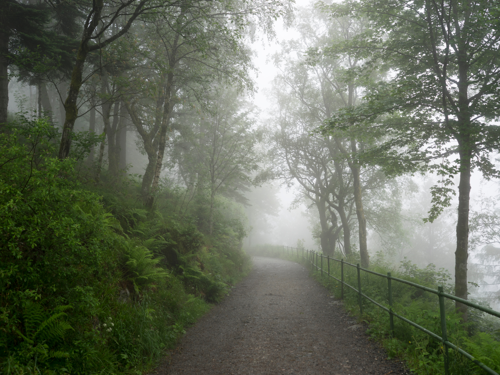 Scandinavian fall with a foggy path below the trees during the cheapest time to visit Norway